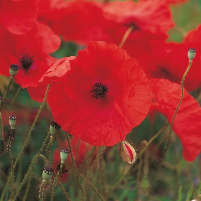 Picture of Field Poppy