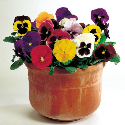 Picture of SALE - Pansy  Kings Large Flower Mix