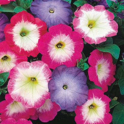 Picture of Petunia  Merlin Morn Mix