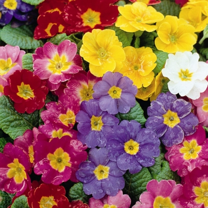 Picture of Polyanthus  Pacific Giants