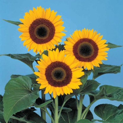 Picture of Sunflower Sunbright F1 PPP A.Helianthus annuus B.GB40557 C.Lot pkt D.GB