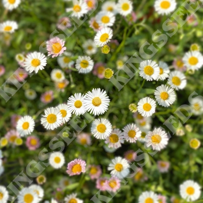 Picture of Erigeron  karvinskianus Profusion