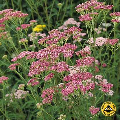 Picture of Achillea  Cerise Queen