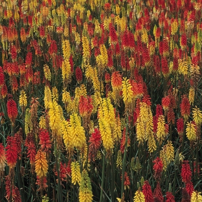 Picture of Red Hot Poker  Kniphofia