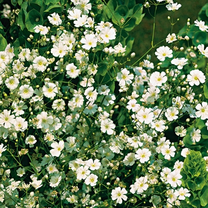 Picture of Gypsophila  Paniculata