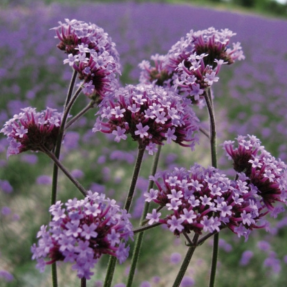 Picture of Verbena Bonariensis