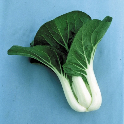 Picture of Pak Choi Joi ChoiF1 PPP A. Brassica rapa B.GB40557C. lot seepkt D.GB