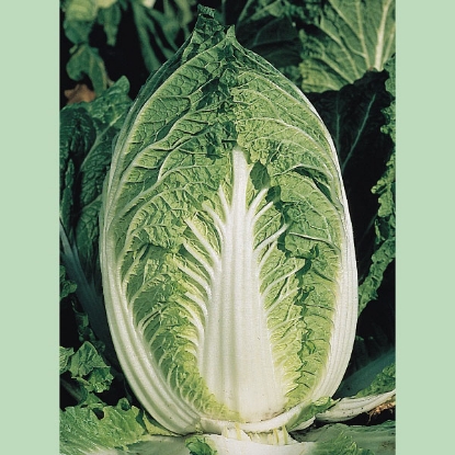 Picture of Chinese Cabbage  Yuki  PPP A. Brassica rapa  B.GB40557 C. lot see pkt D.GB