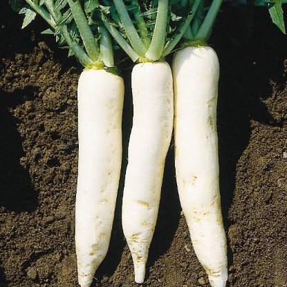 Picture of Radish  Mooli