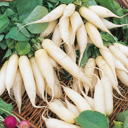 Picture of Radish  White Icicle