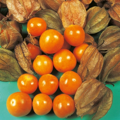 Picture of Physalis Edulis (Cape Gooseberry)