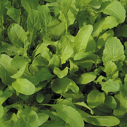 Picture of Rocket Salad (Eurica sativa)