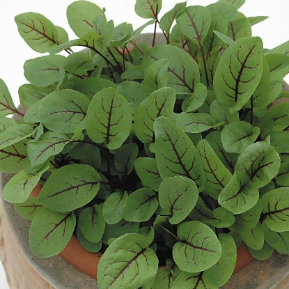 Picture of Sorrel  Red Veined