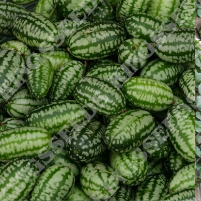 Picture of Cucamelon