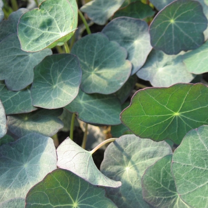 Picture of Nasturtium  Blue Pepe