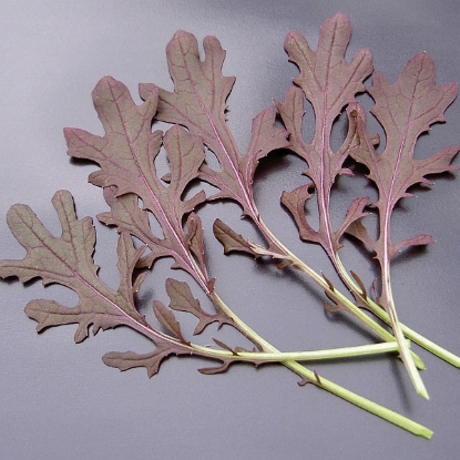 Picture of Mustard Red Frills Seeds