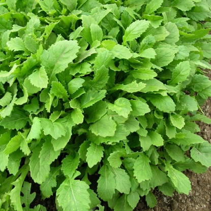 Picture of Salad Leaf Rocket Wasabi