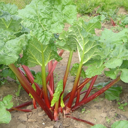 Picture of Rhubarb  Timperley - Early - 3 crowns - NOVEMBER 2024 DELIVERY