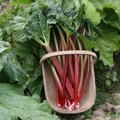 Picture of Rhubarb Victoria - 3 Crowns - NOVEMBER 2024 DELIVERY