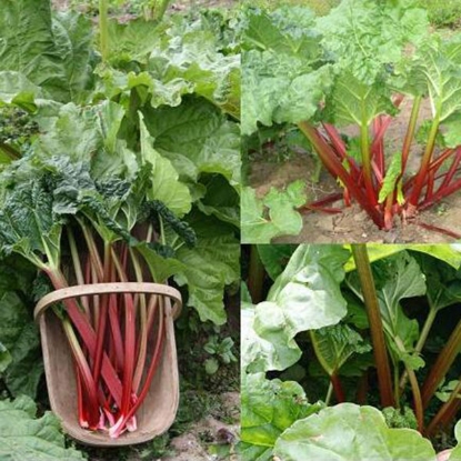 Picture of Rhubarb Mixed 1 crown each TimperleyVictoriaFultons Strawberry Surprise - NOV 24