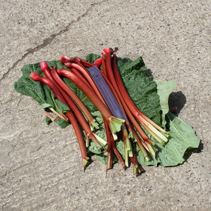 Picture of Rhubarb  Fultons Strawberry Surprise 3 crowns -  NOVEMBER 2024 DELIVERY