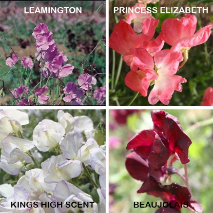 Picture of Sweet Pea  Kings Fragrant Collection