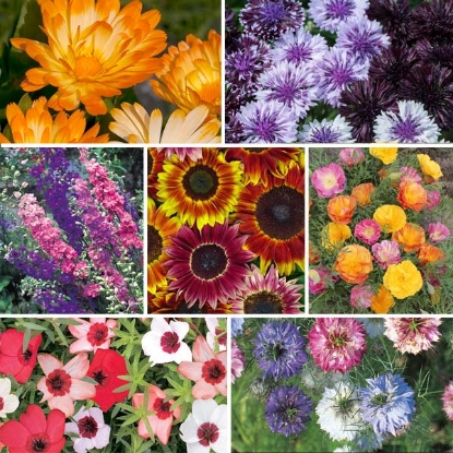 Picture of Easy Flower Garden Collection