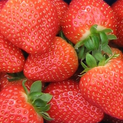 Picture of Strawberries Sonata - Mid Season 12 plants - NOVEMBER 2024 DELIVERY