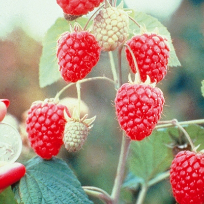 Picture of Raspberries  Glen Ample AGM - Mid Season 12 canes -  NOVEMBER 2024 DELIVERY