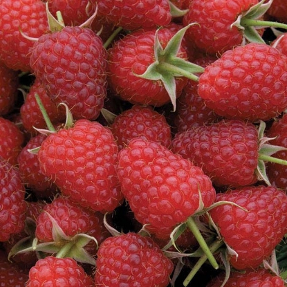 Picture of Raspberries Polka - Autumn Fruiting 12 canes - NOVEMBER 2024 DELIVERY