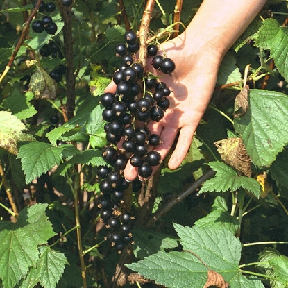 Picture of Currants  Ben Connan AGM (black) - 1 bush - NOVEMBER 2024 DELIVERY