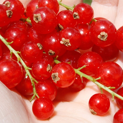 Picture of Currants  Rovada (red) - 1 bush - NOVEMBER 2024 DELIVERY