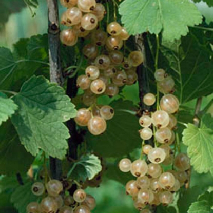 Picture of Currants Blanka (white) - 1 bush - NOVEMBER 2024 DELIVERY