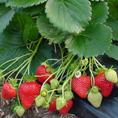 Picture of Strawberries Flamenco - 12 plants - NOVEMBER 2024 DELIVERY