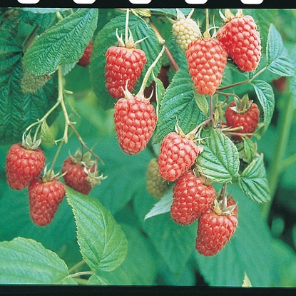 Picture of Raspberries Tulameen - 12 canes - NOVEMBER 2024 DELIVERY