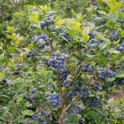 Picture of Blueberry Blue Crop - 2ltr pot - NOVEMBER 2024 DELIVERY