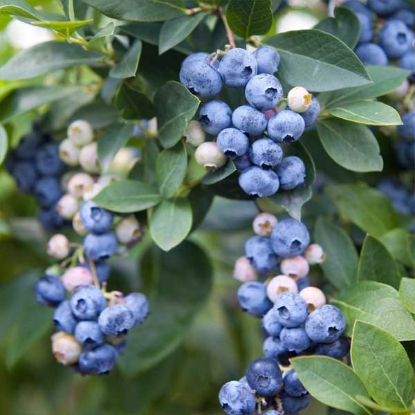 Picture of Blueberry Earli Blue - 2L Potted Bush - NOVEMBER 2024 DELIVERY