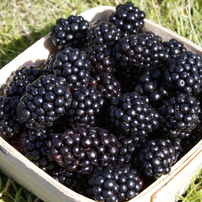 Picture of Blackberries Loch Ness - 2lt pot - NOVEMBER 2024 DELIVERY