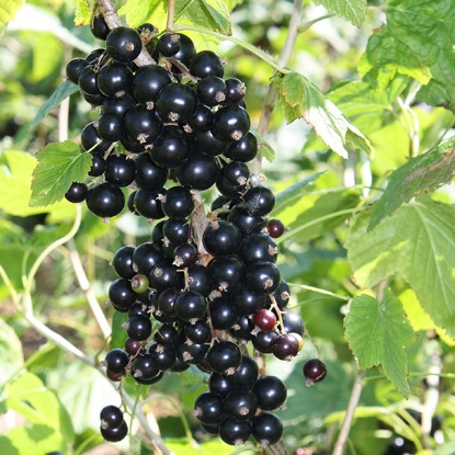 Picture of Currants  Ebony - 1 bush - NOVEMBER 2024 DELIVERY