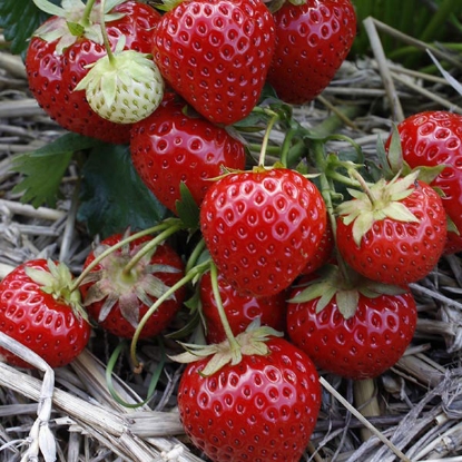 Picture of Strawberries Elegance - 12 plants - NOVEMBER 2024 DELIVERY