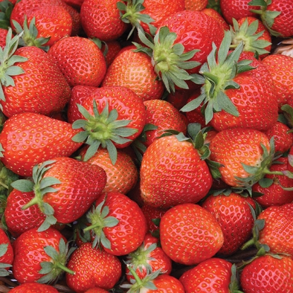 Picture of Strawberries Fenella - 12 plants - NOVEMBER 2024 DELIVERY