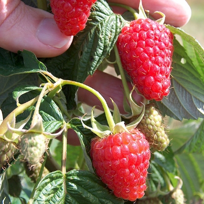 Picture of Raspberries  Autumn Treasure - 12 canes -  NOVEMBER 2024 DELIVERY