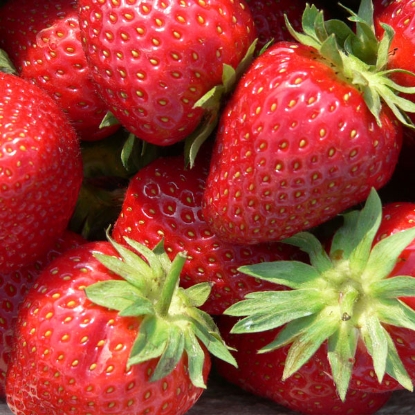 Picture of Strawberries  Malwina - 12 plants - NOVEMBER 2024 DELIVERY