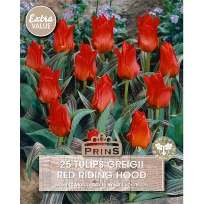 Picture of Tulip Red Riding Hood - 25 Bulbs