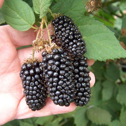 Picture of Blackberry  Karaka Black - 1 x 3l pot - NOVEMBER 2024 DELIVERY