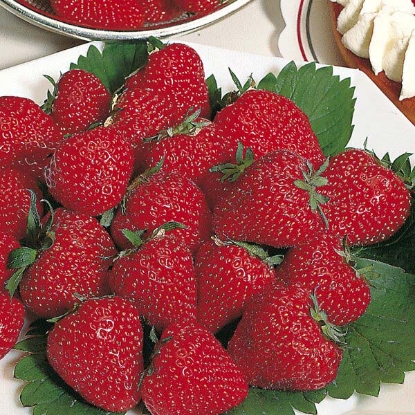 Picture of Strawberries  Royal Sovereign - 12 plants - NOVEMBER 2024 DELIVERY