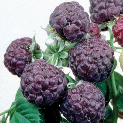 Picture of Raspberries  Glen Coe -  1 x 2litre pot - NOVEMBER 2024 DELIVERY