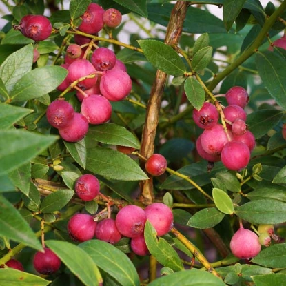 Picture of Blueberry Pink - 2 Litre Potted Bush - NOVEMBER 2024 DELIVERY