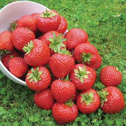 Picture of Strawberries  Finesse - 6 Modules - *DELIVERY ONLY MARCH* 2025