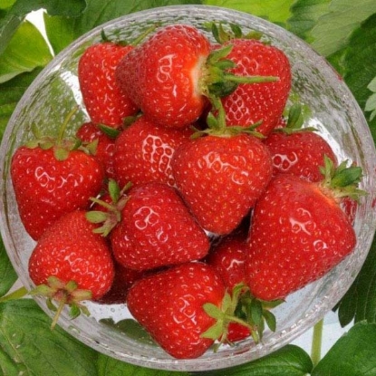 Picture of Strawberry Malling Centenary - Main Season 12 plants - NOVEMBER 2024 DELIVERY